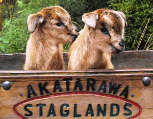 Family Pass to Staglands Wildlife Reserve and Cafe, Upper Hutt Kids On Board