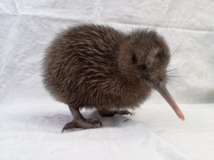 Willowbank Wildlife Reserve, Christchurch Kids On Board