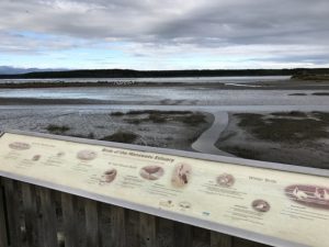 Walk/cycle track through Foxton Beach Kids On Board