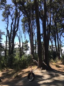 Forest Walk and Rope Swing, Otaki Kids On Board