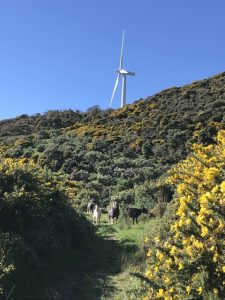 Walking/Cycling at West Winds Recreation Area, Makara Kids On Board