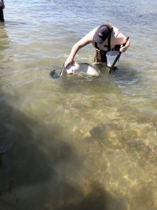 Feeding Stingrays, Tatapouri Bay Kids On Board